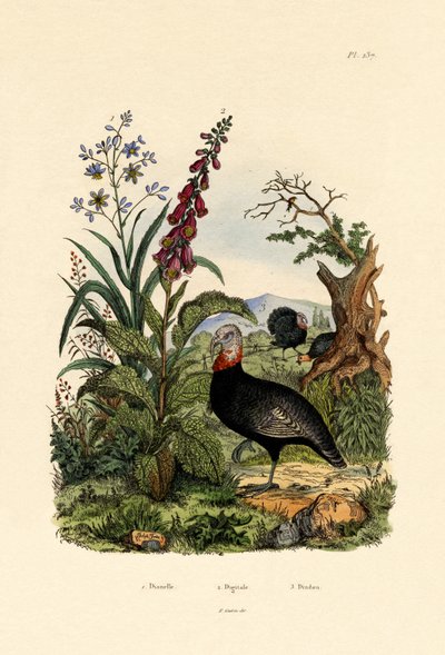 Flaxlily by French School